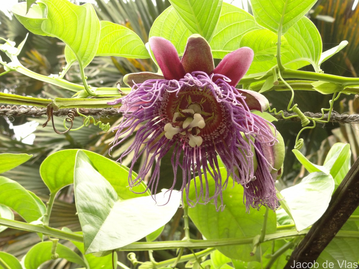 Passiflora quadrangularis L.